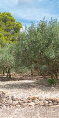 Authentic Historic Finca with Sea Views Near San José, Ibiza Authentic Historic Finca with Sea Views Near San José, Ibiza
